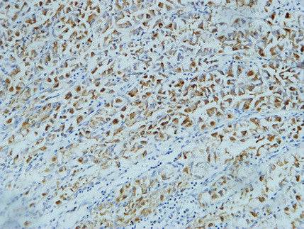 Anti-CD15 (8C10) Mouse Monoclonal Antibody