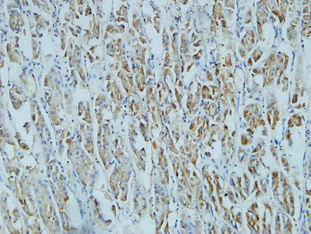 Anti-CD15 (8C10) Mouse Monoclonal Antibody