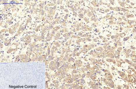 Anti-Integrin alpha Iib (9G4) Mouse Monoclonal Antibody