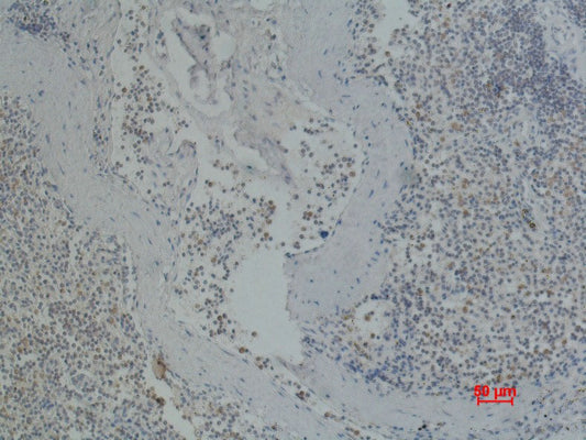 Anti-Integrin alpha Iib (9G4) Mouse Monoclonal Antibody