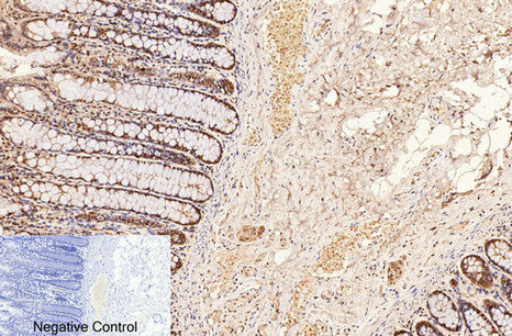 Anti-CD2 (3F10) Mouse Monoclonal Antibody