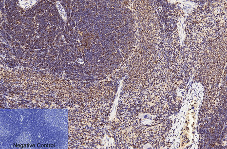 Anti-CD2 (3F10) Mouse Monoclonal Antibody