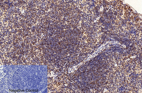 Anti-CD2 (3F10) Mouse Monoclonal Antibody
