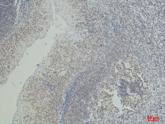 Anti-CD2 (3F10) Mouse Monoclonal Antibody