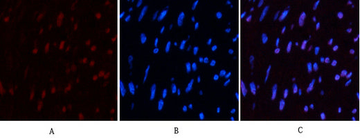Anti-CD10 (7C7) Mouse Monoclonal Antibody