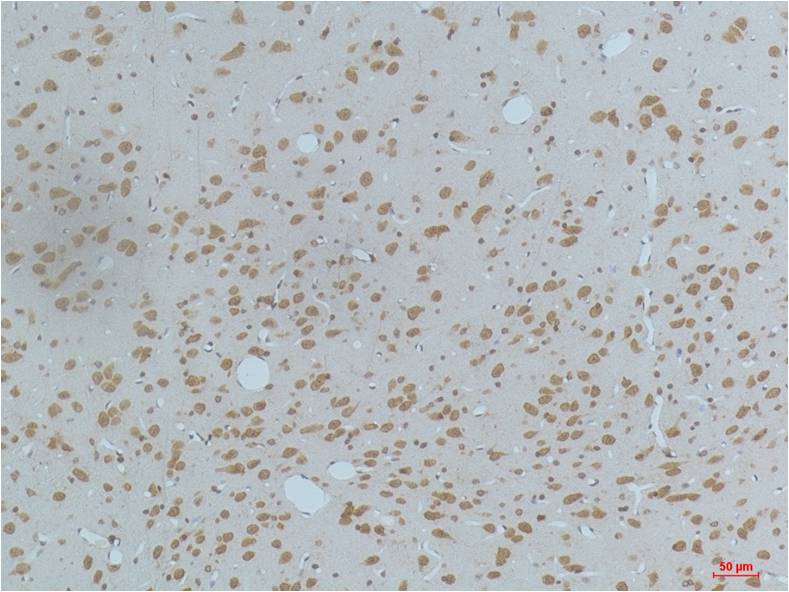 Anti-Phospho-CaMKII (Thr287) (3G9) Mouse Monoclonal Antibody