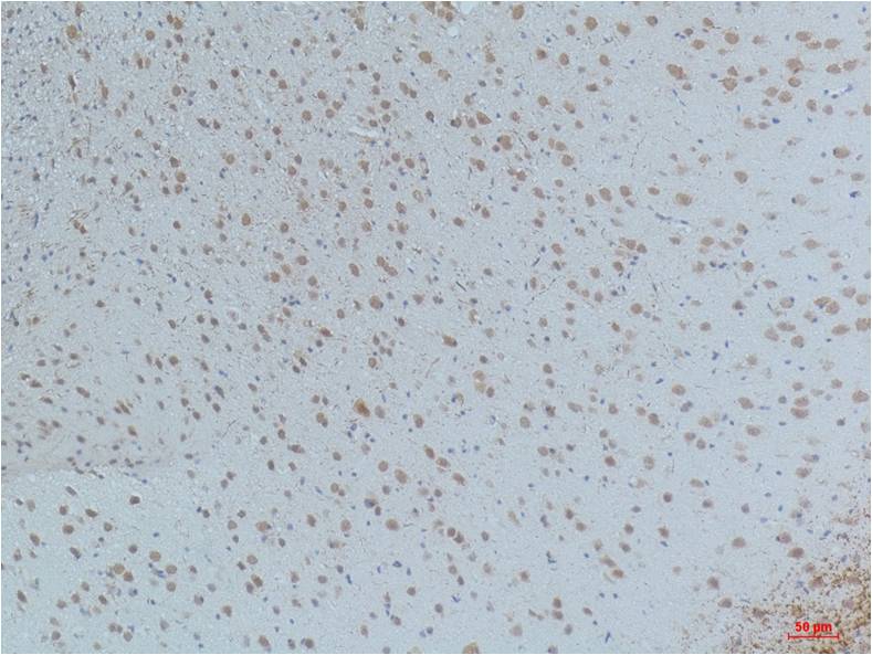 Anti-Phospho-CaMKII (Thr287) (3G9) Mouse Monoclonal Antibody