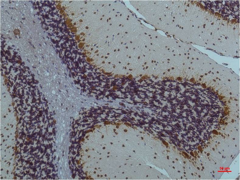 Anti-Phospho-CaMKII (Thr287) (4A8) Mouse Monoclonal Antibody