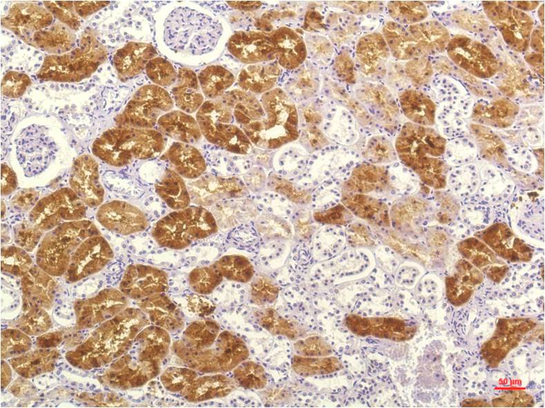 Anti-IL-8 (3A4) Mouse Monoclonal Antibody