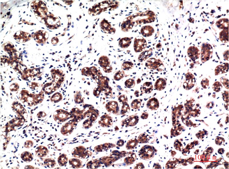 Anti-Phospho-ERK1/2 (Tyr222/Tyr205) (1H4) Mouse Monoclonal Antibody