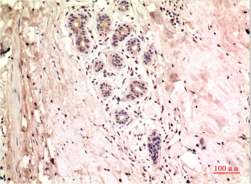 Anti-gamma Tubulin (8H4) Mouse Monoclonal Antibody