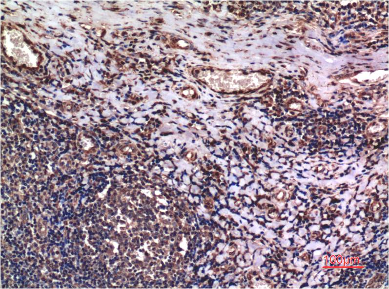 Anti-Cyclin B1 (1B3) Mouse Monoclonal Antibody