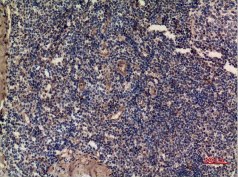 Anti-ERK1 (7E7) Mouse Monoclonal Antibody