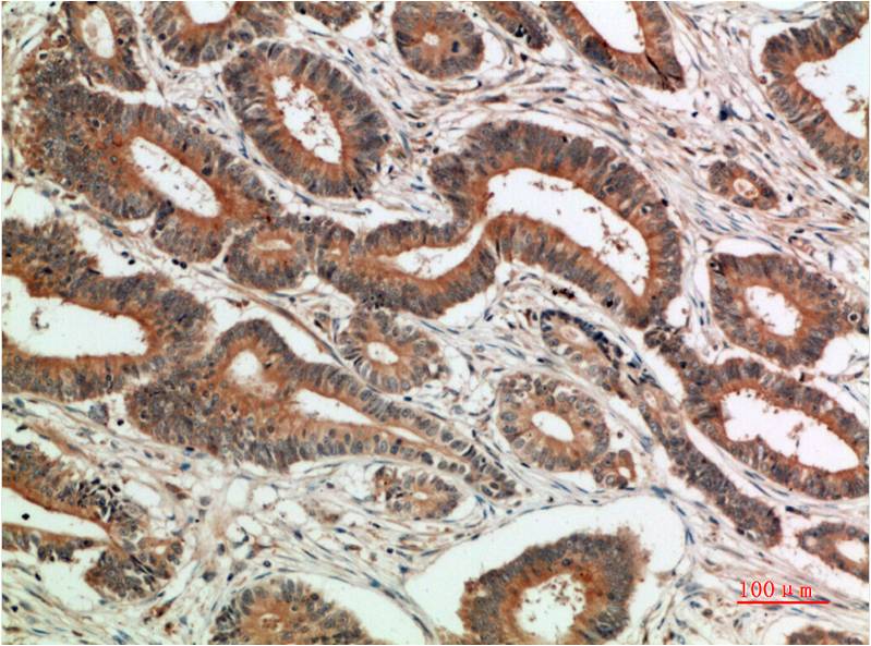 Anti-c-Jun (10G2) Mouse Monoclonal Antibody