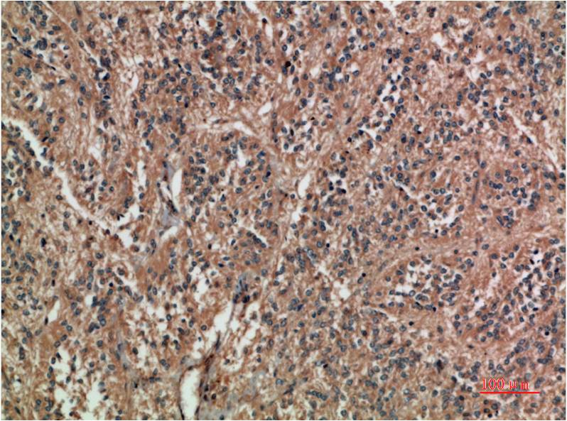 Anti-c-Jun (10G2) Mouse Monoclonal Antibody