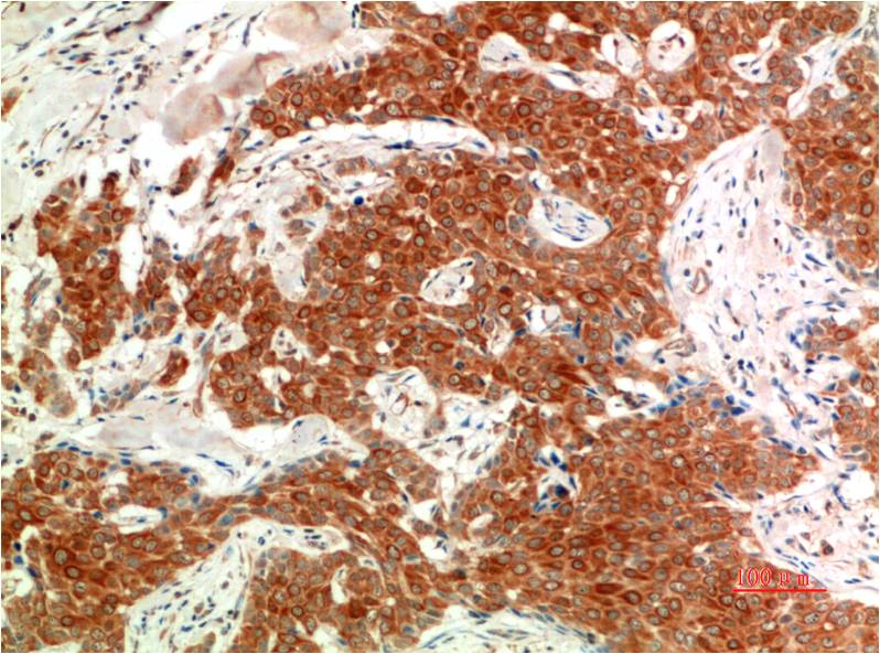 Anti-Phospho-ERK1/2 (Tyr222/Tyr205) (10C8) Mouse Monoclonal Antibody