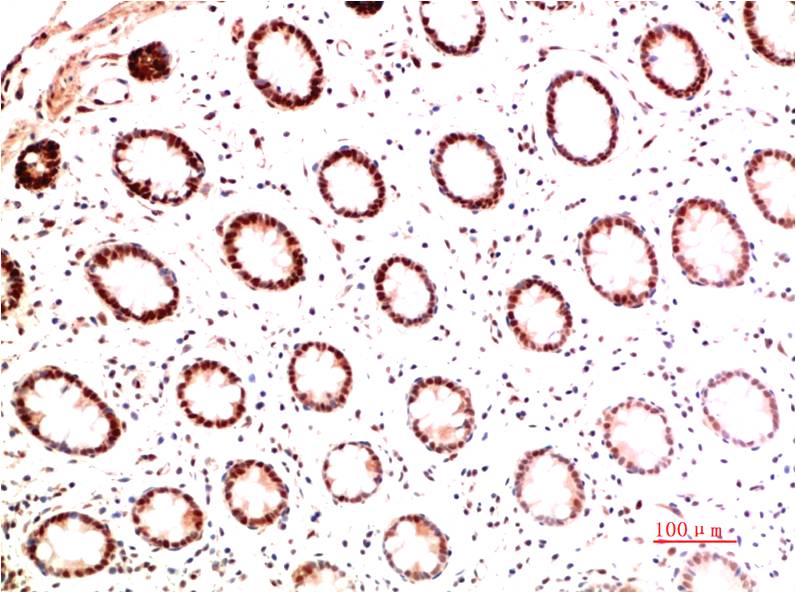 Anti-Collagen I alpha 1 (4C4) Mouse Monoclonal Antibody