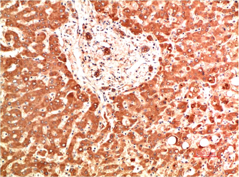 Anti-Collagen IV alpha 1 (2G3) Mouse Monoclonal Antibody