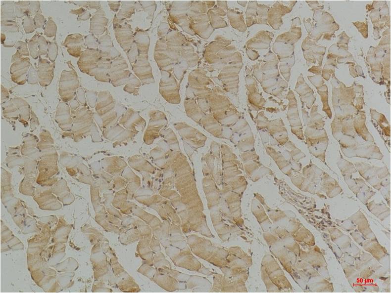 Anti-Desmin (4H1) Mouse Monoclonal Antibody