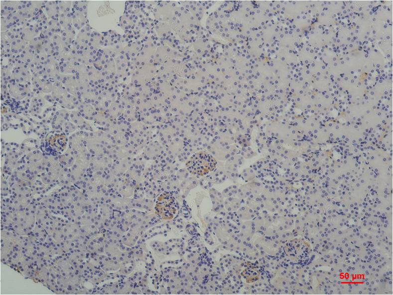 Anti-TATA Box Binding Protein (10C1) Mouse Monoclonal Antibody