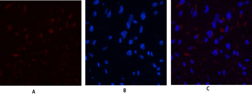 Anti-JAK3 Rabbit Polyclonal Antibody