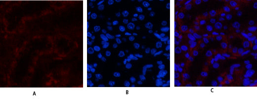 Anti-JAK3 Rabbit Polyclonal Antibody