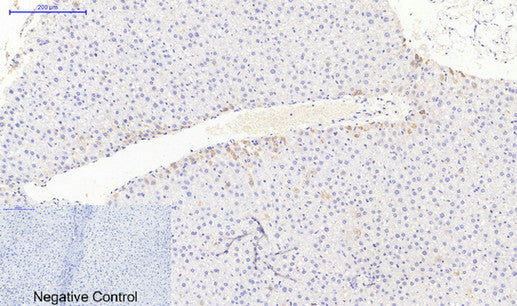 Anti-JAK3 Rabbit Polyclonal Antibody