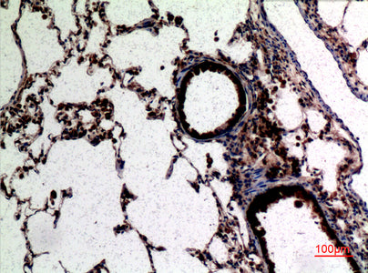 Anti-CD62L Rabbit Polyclonal Antibody