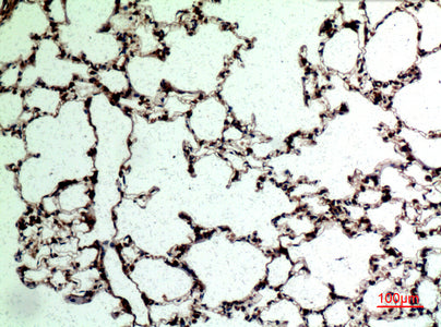 Anti-CD62L Rabbit Polyclonal Antibody