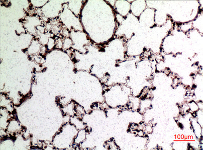 Anti-CD62L Rabbit Polyclonal Antibody