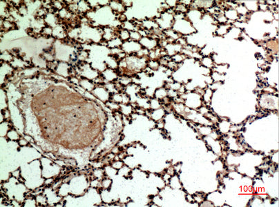 Anti-CD62L Rabbit Polyclonal Antibody
