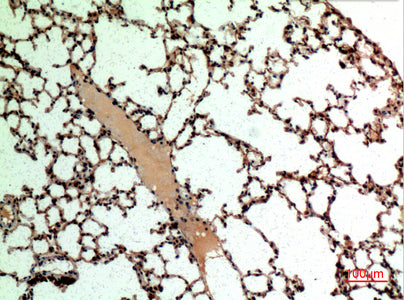 Anti-CD62L Rabbit Polyclonal Antibody