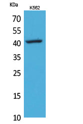 Anti-CD62L Rabbit Polyclonal Antibody