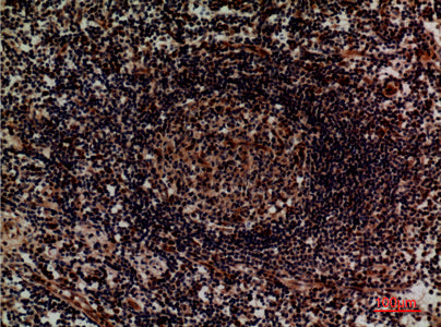 Anti-Integrin alpha 4 Rabbit Polyclonal Antibody