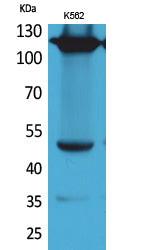 Anti-Integrin alpha 4 Rabbit Polyclonal Antibody