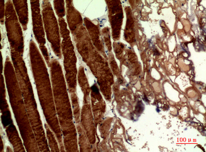 Anti-MYH Rabbit Polyclonal Antibody