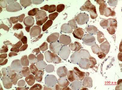 Anti-MYH Rabbit Polyclonal Antibody
