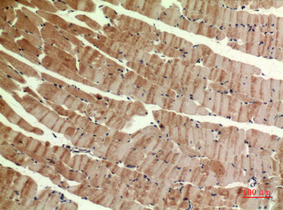 Anti-MYH Rabbit Polyclonal Antibody