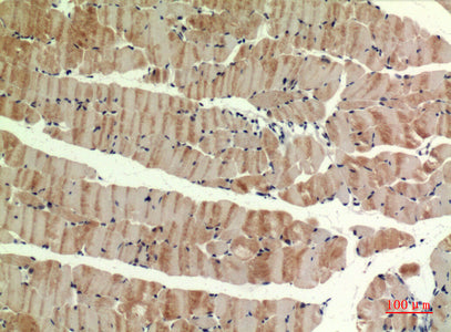 Anti-MYH Rabbit Polyclonal Antibody
