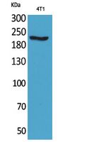 Anti-MYH Rabbit Polyclonal Antibody