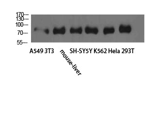 Anti-TLE1/2/3/4 Rabbit Polyclonal Antibody