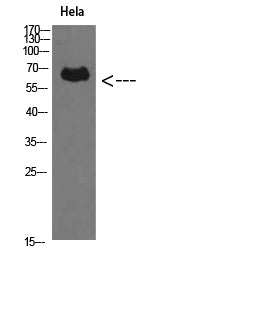 Anti-Perforin Rabbit Polyclonal Antibody