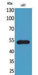 Anti-Fractalkine Receptor Rabbit Polyclonal Antibody