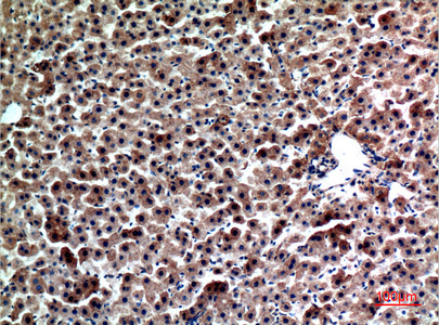 Anti-FGL1 Rabbit Polyclonal Antibody
