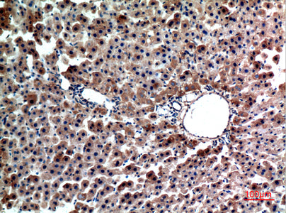 Anti-FGL1 Rabbit Polyclonal Antibody