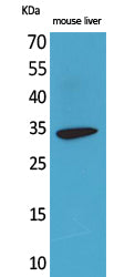 Anti-FGL1 Rabbit Polyclonal Antibody