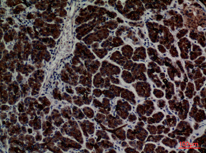 Anti-CD1E Rabbit Polyclonal Antibody