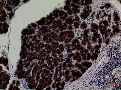 Anti-CD1E Rabbit Polyclonal Antibody
