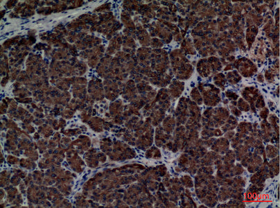 Anti-CD1E Rabbit Polyclonal Antibody