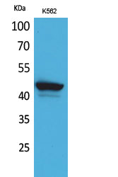 Anti-CD1E Rabbit Polyclonal Antibody